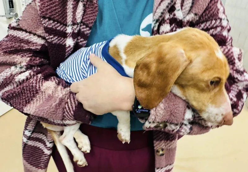 Corazon "cora" {coming Soon}