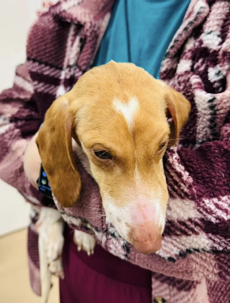 Corazon "cora" {coming Soon} thumbnail 3