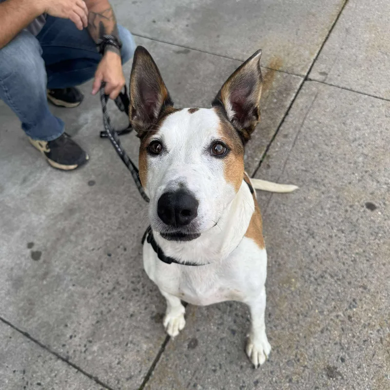 An adult medium-sized male White / Cream Mixed Breed dog named Acoyee for adoption in Potomac, MD