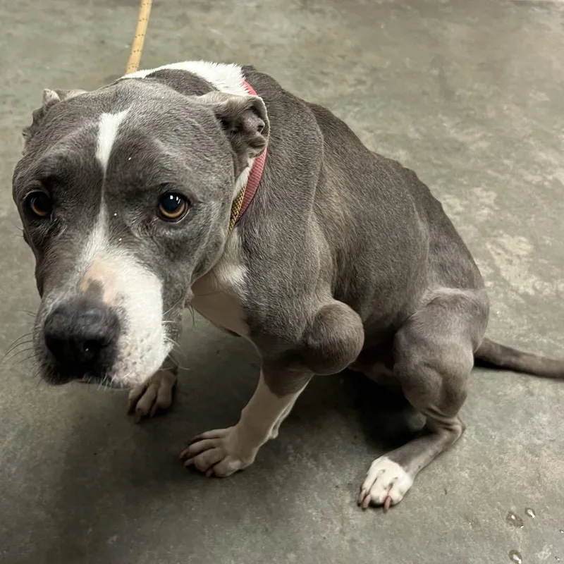 A senior medium-sized female Gray / Blue / Silver Pit Bull Terrier dog named Diamond for adoption in Manhattan, KS