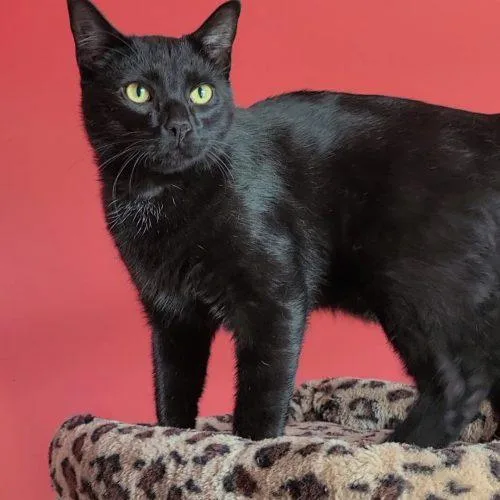 Salem