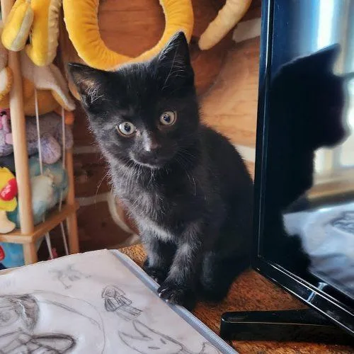Salem thumbnail 2