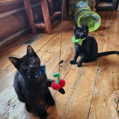 Salem thumbnail 4