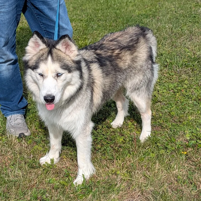 An adult medium-sized female Black Siberian Husky dog named Ella for adoption in Syracuse, NY