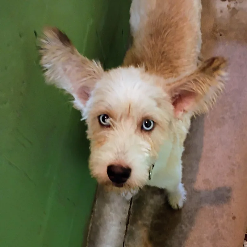 An adult medium-sized male Labradoodle dog named Sparks for adoption in Franklin, NC