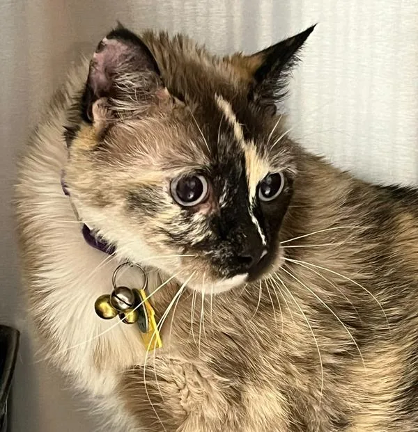 Patches