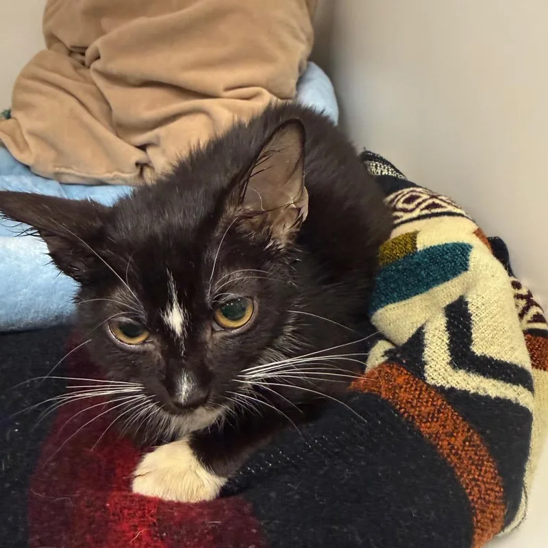 A baby small-sized male Domestic Short Hair cat named Ronald for adoption in West Palm Beach, FL