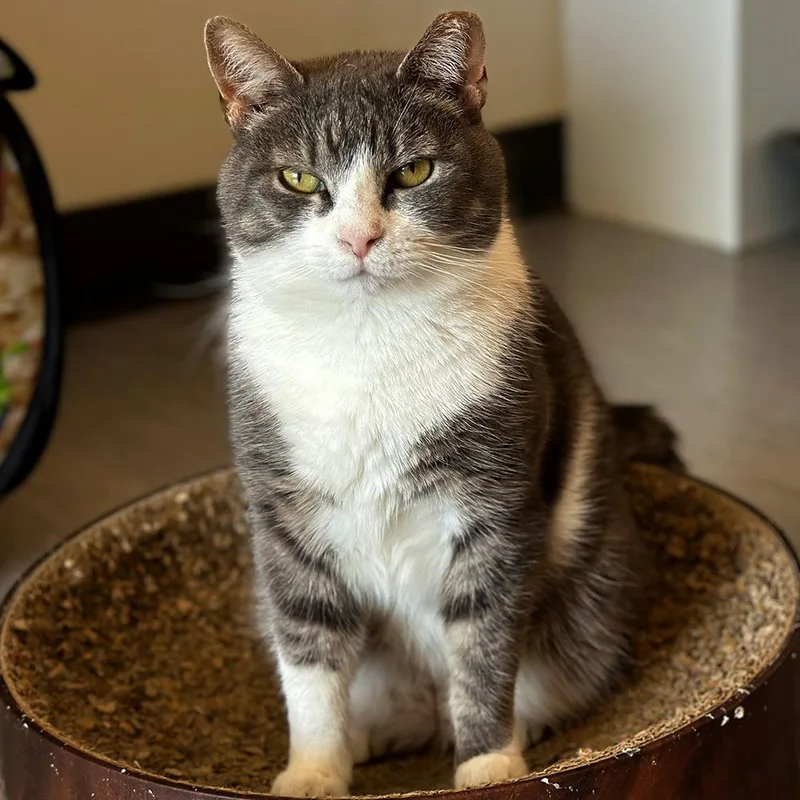 An adult small-sized female Domestic Short Hair cat named Gracie for adoption in Port Washington, NY