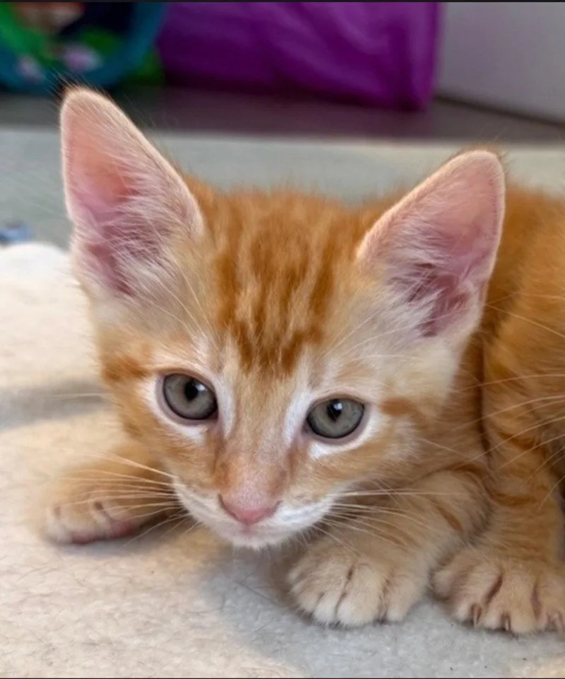 A baby medium-sized male Tabby (Orange / Red) Tabby cat named George for adoption in Campbell, CA