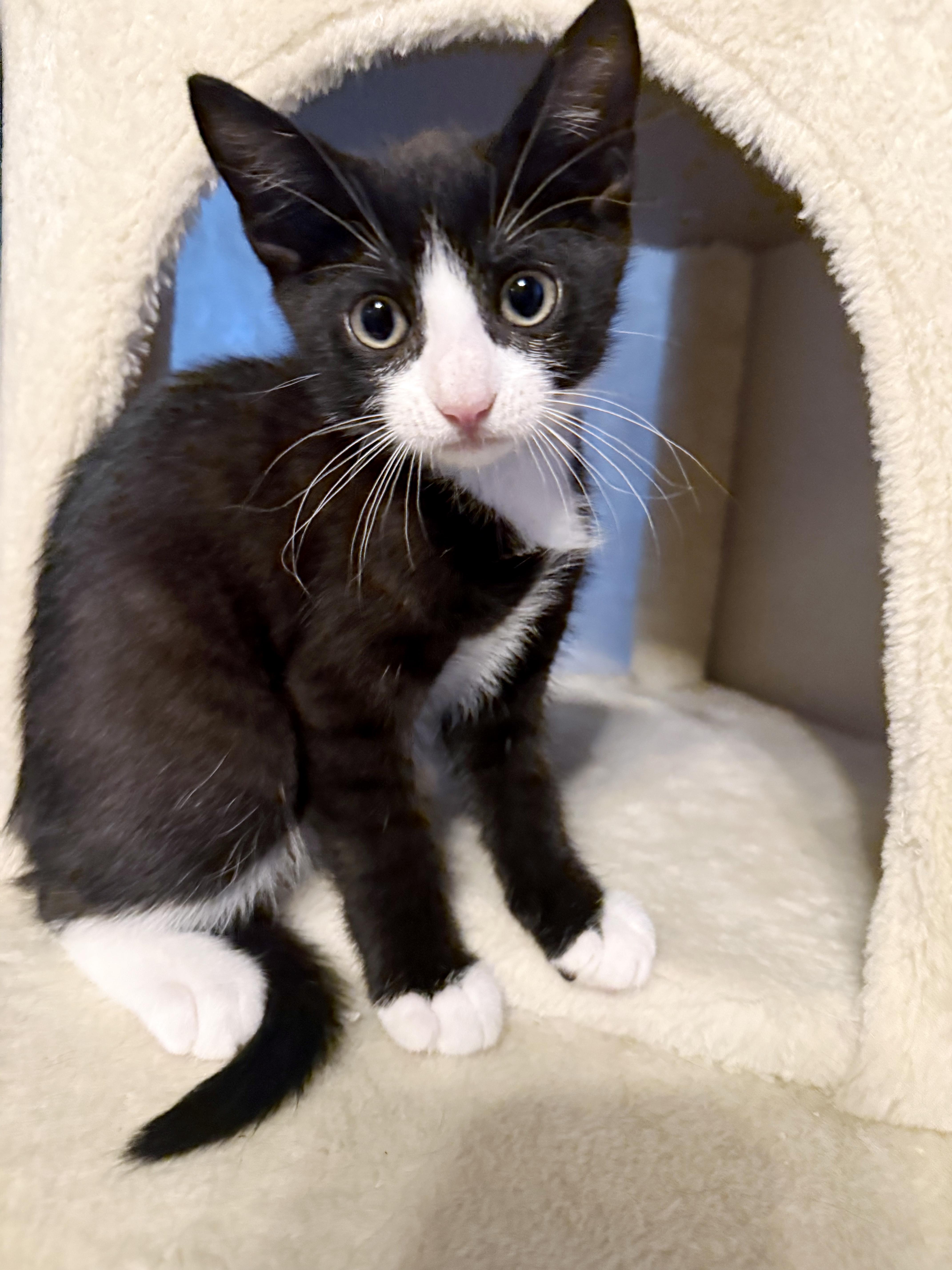A baby medium-sized male Black & White / Tuxedo Domestic Short Hair cat named Fred for adoption in Lake Monroe, FL