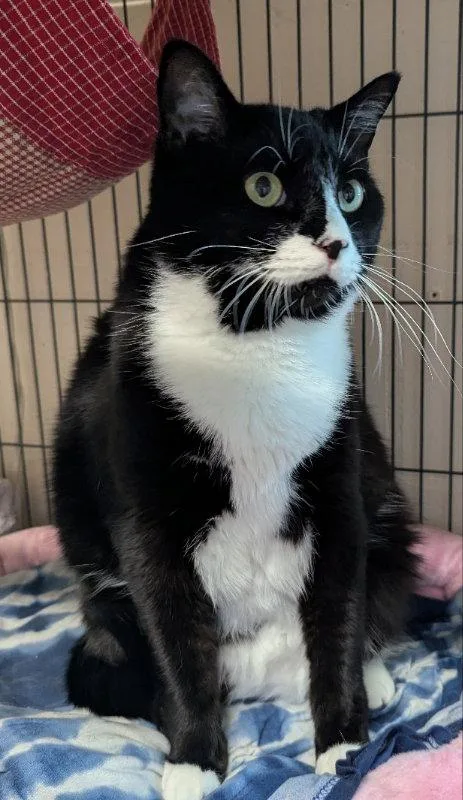 An adult medium-sized male Tuxedo cat named Lewes for adoption in Ocala, FL