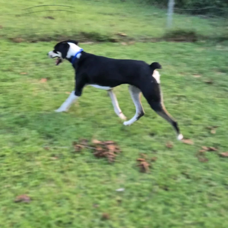 Ziggy trained &lbs