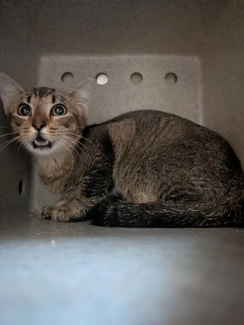 A baby medium-sized female Domestic Short Hair cat named Carmen for adoption in Baldwin Park, CA