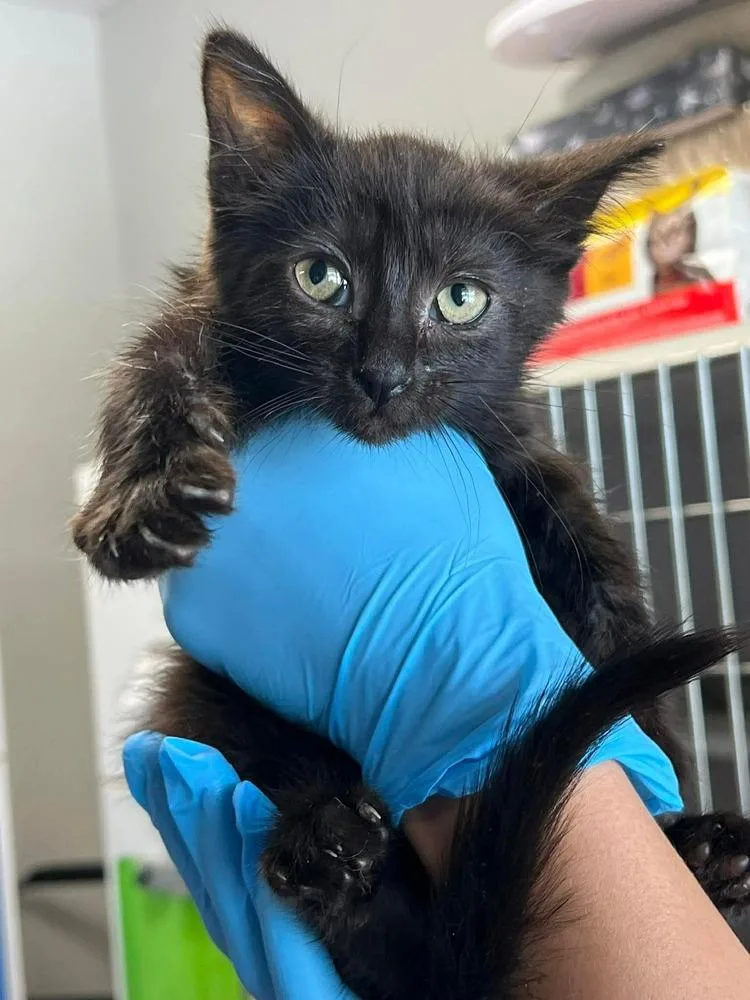 A baby medium-sized female Domestic Short Hair cat named Kessa for adoption in Bolivar, MO