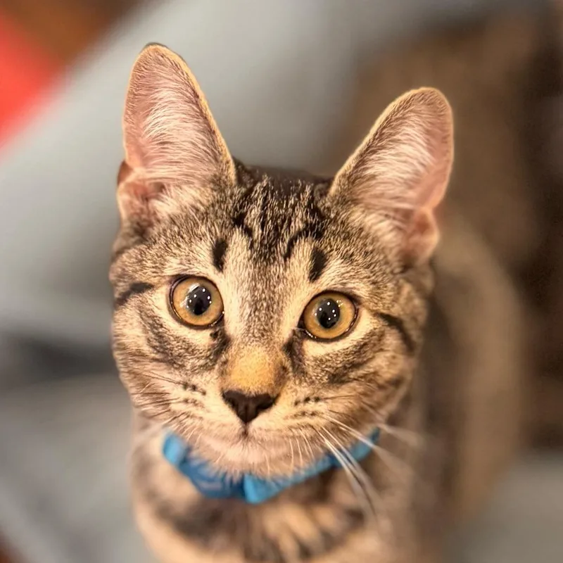 A baby medium-sized male Domestic Short Hair cat named Huey for adoption in Brooklyn, NY