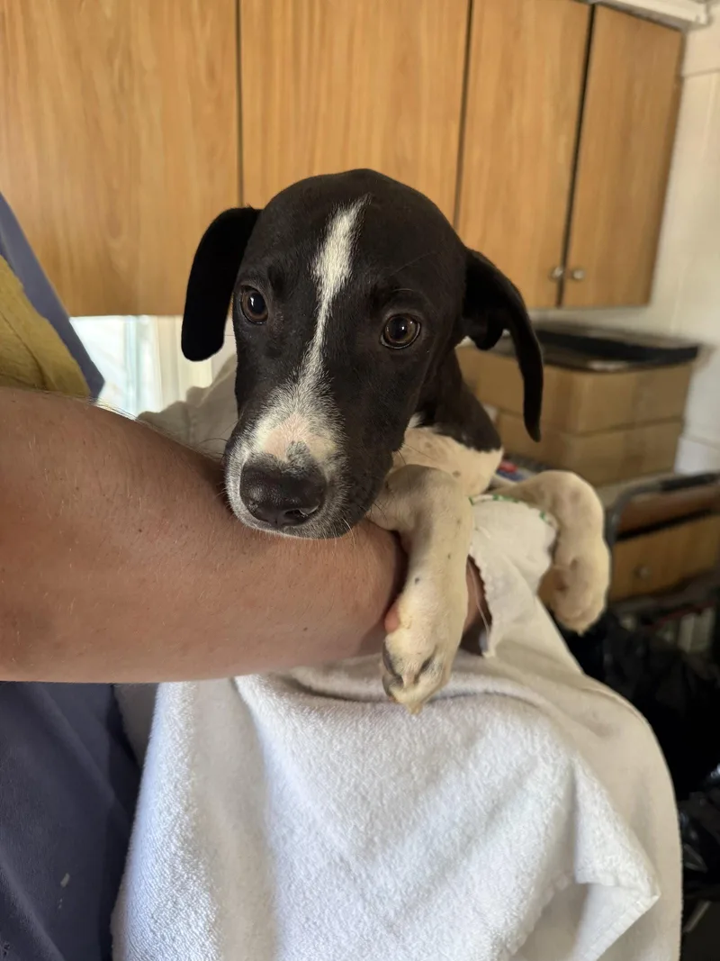 A young medium-sized male Labrador Retriever dog named Carter months AVA for adoption in Sterling, MA