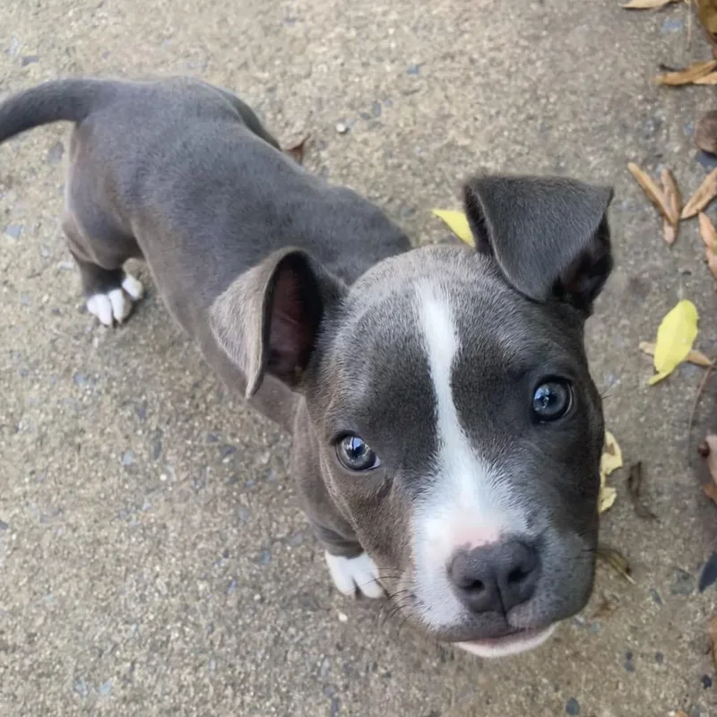 A baby medium-sized female Gray / Blue / Silver Pit Bull Terrier dog named Lupe for adoption in Auburn, NH