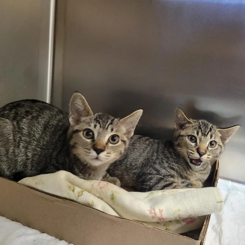 A baby small-sized male Brown / Chocolate Domestic Short Hair cat named Tracker Jacker for adoption in Westminster, CA