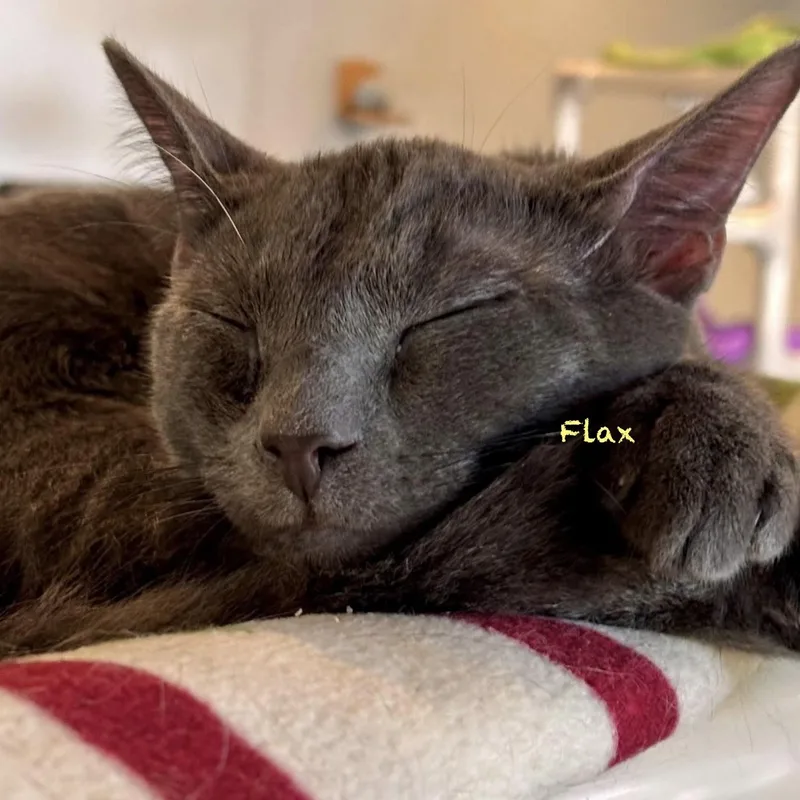 A young medium-sized female Gray / Blue / Silver Domestic Short Hair cat named Flax for adoption in Palatine, IL