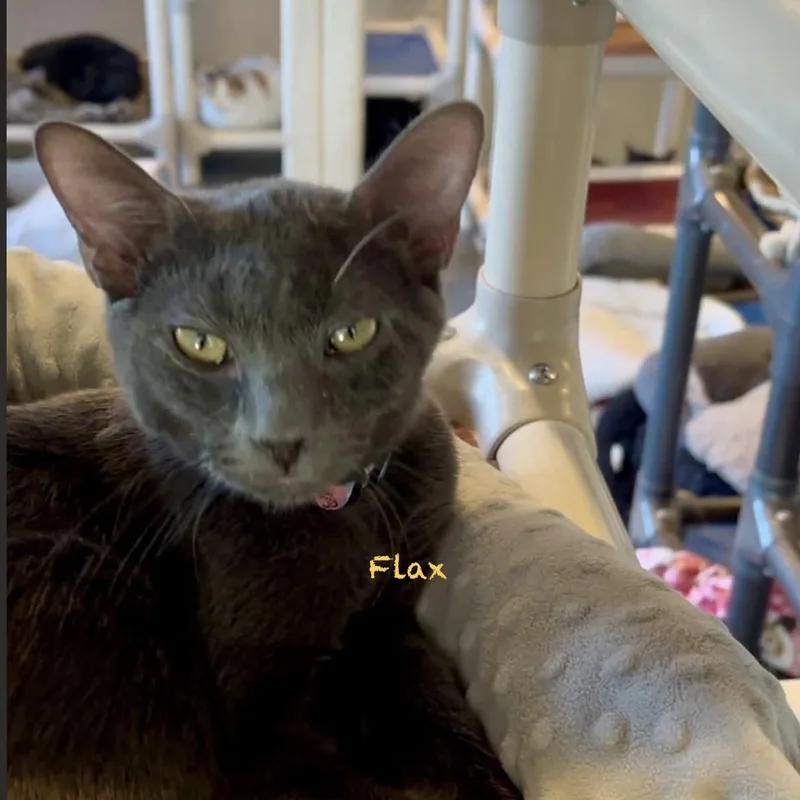 Flax thumbnail 3