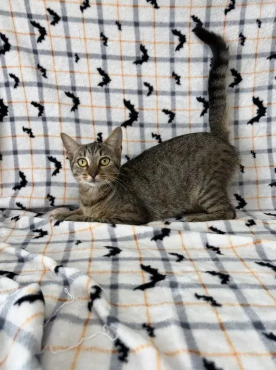 A baby medium-sized female Domestic Short Hair cat named Pixie for adoption in Kingsland, GA