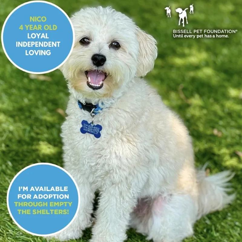 An adult small-sized male White / Cream Miniature Poodle dog named Nico for adoption in Mooresville, NC