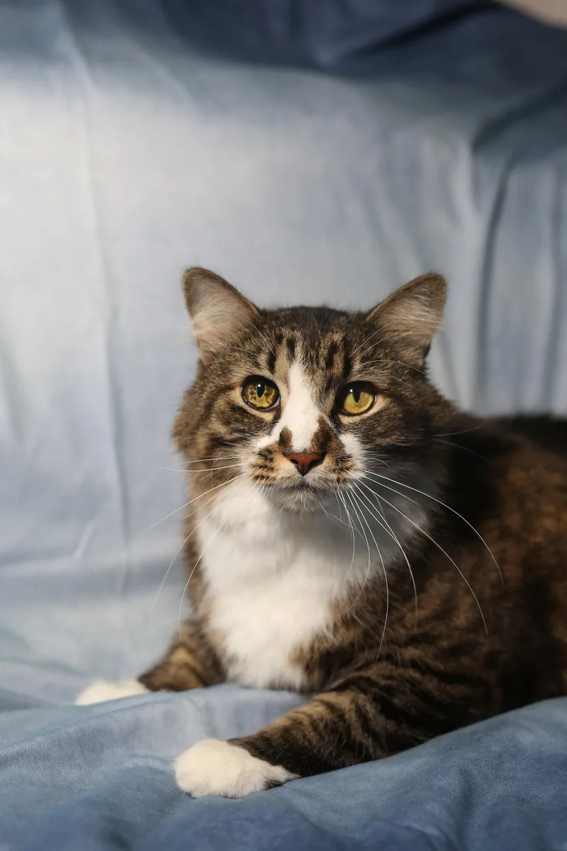 A young large-sized male Domestic Medium Hair cat named Toad for adoption in New Prague, MN