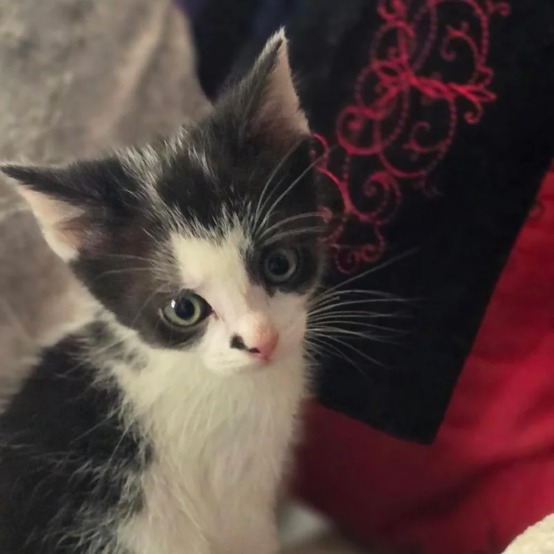 A baby small-sized male Black Domestic Short Hair cat named Zoro for adoption in Wichita, KS