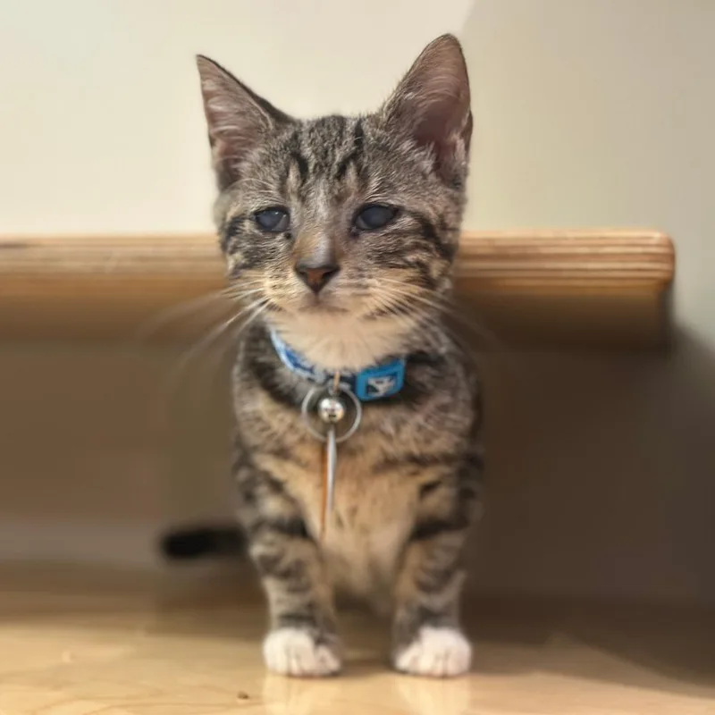 A young small-sized male Domestic Short Hair cat named Honeycomb for adoption in Port Washington, NY