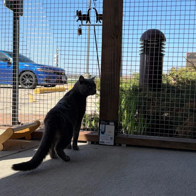 An adult medium-sized female Gray / Blue / Silver Domestic Short Hair cat named Nimbus for adoption in Waukesha, WI