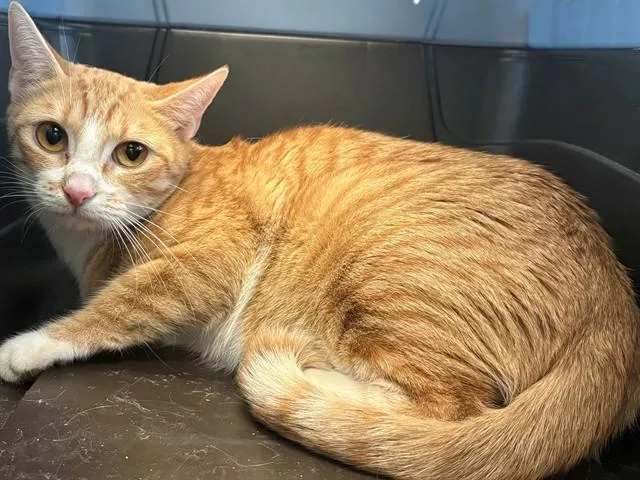 A young medium-sized female Domestic Short Hair cat named Dottie for adoption in Lancaster, CA