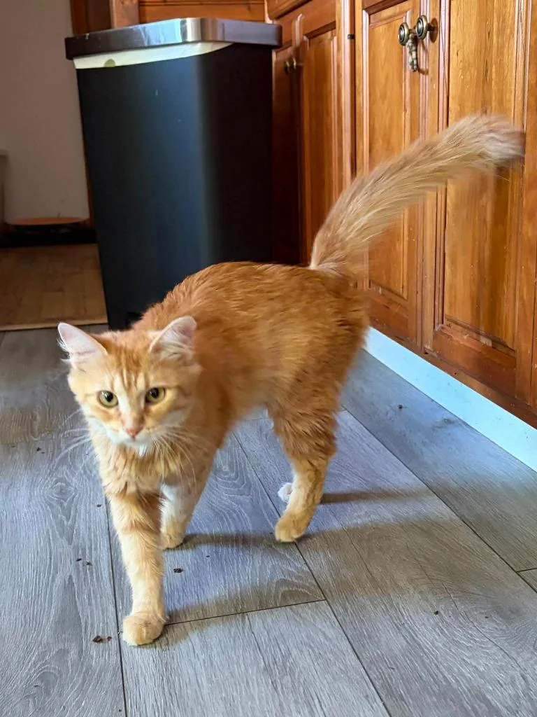 A young medium-sized female Domestic Short Hair cat named Goldie for adoption in Rice Lake, WI