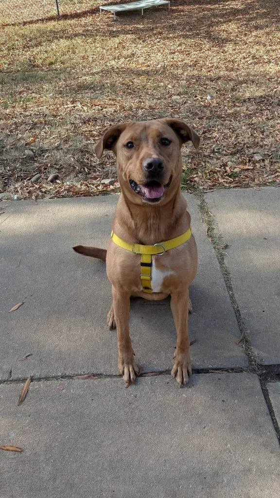 Goldilocks thumbnail 3