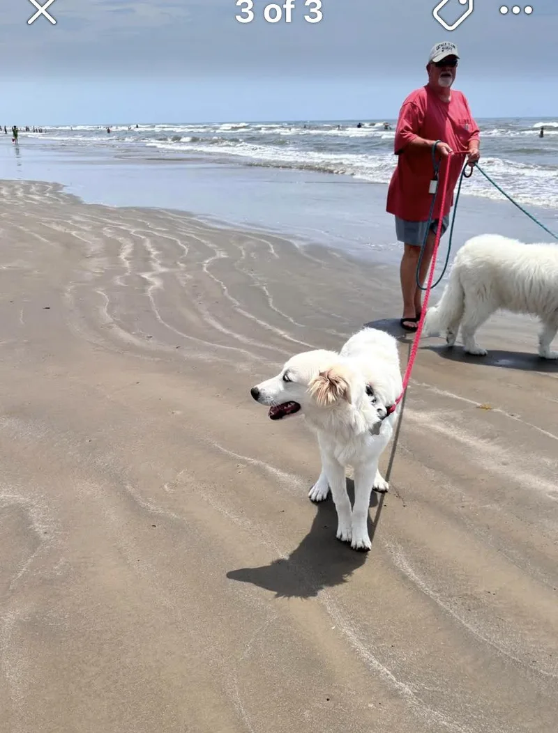 A young large-sized female Great Pyrenees dog named Zoe HTX for adoption in Quinlan, TX