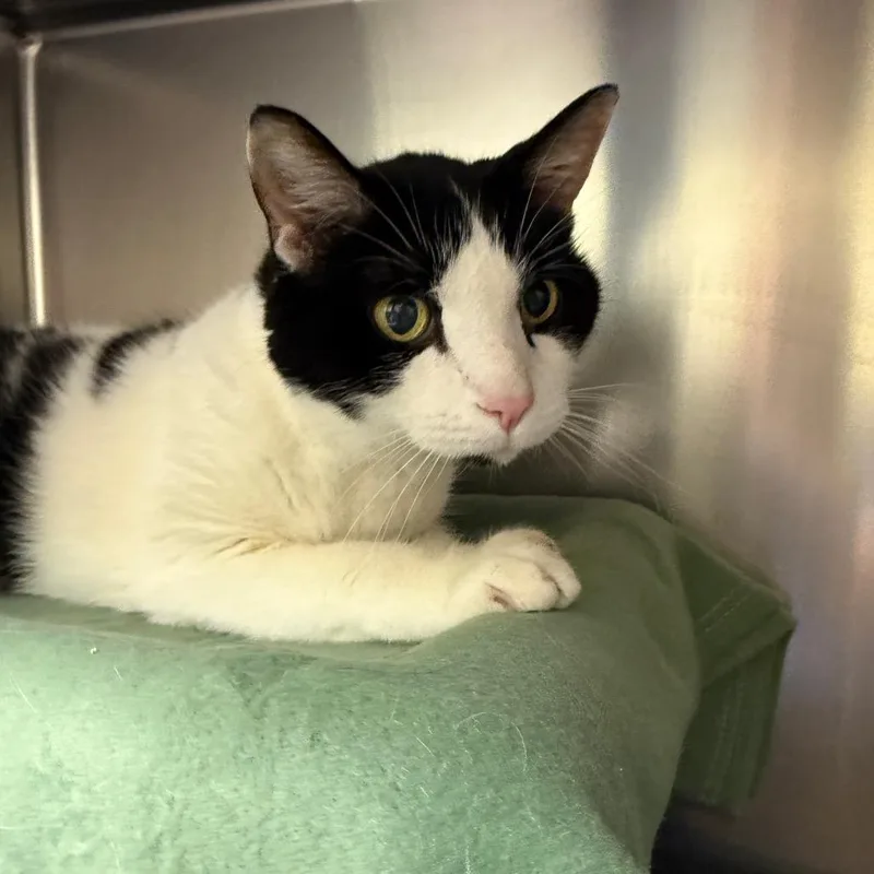 A senior large-sized male Black Domestic Short Hair cat named Buttons for adoption in Charlottesville, VA