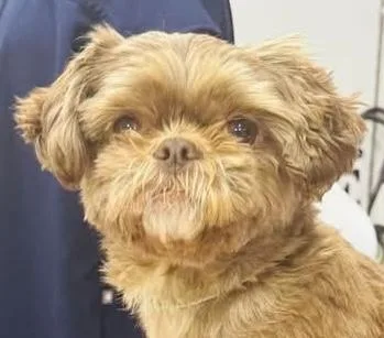 An adult small-sized female Brown / Chocolate Shih Tzu dog named Star for adoption in Woodlawn, TN