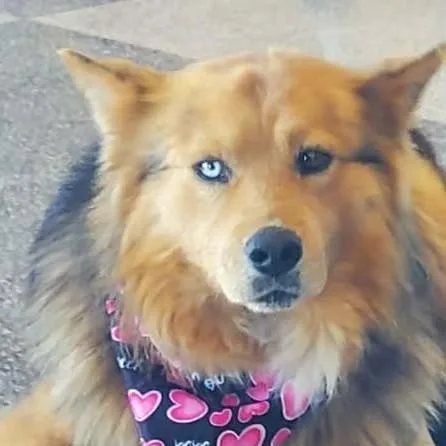 An adult large-sized male German Shepherd Dog dog named Kodiak for adoption in Chino valley, AZ