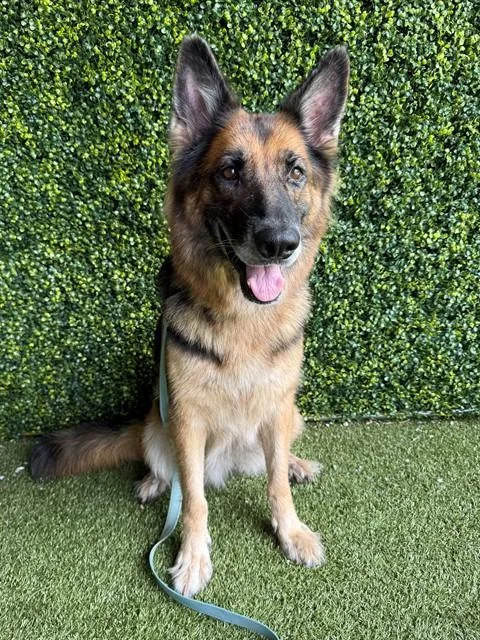 An adult large-sized female German Shepherd Dog dog named Gucci for adoption in Naples, FL
