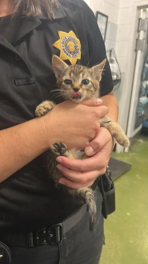 A baby medium-sized male Tabby (Brown / Chocolate) Domestic Short Hair cat named George Michael for adoption in Fruit Heights, UT