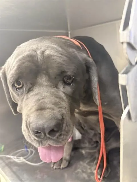 A young large-sized female Cane Corso dog named Jade for adoption in Riverside, CA