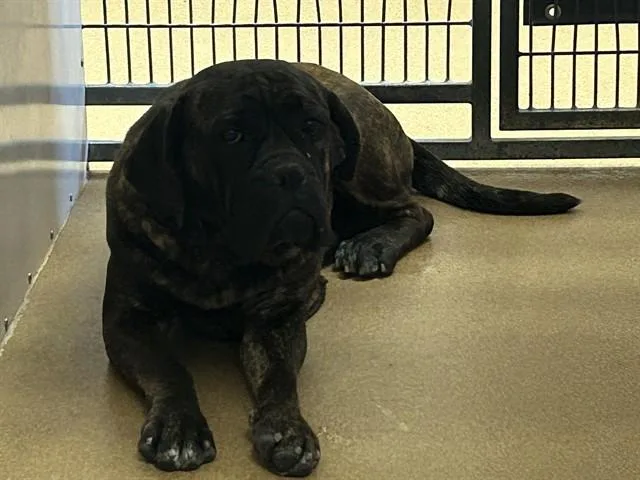 An adult medium-sized female Boxer dog named Ali for adoption in Martinez, CA