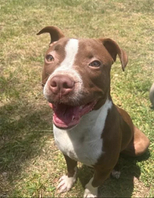 A young small-sized male Pit Bull Terrier dog named A for adoption in Wilmington, NC