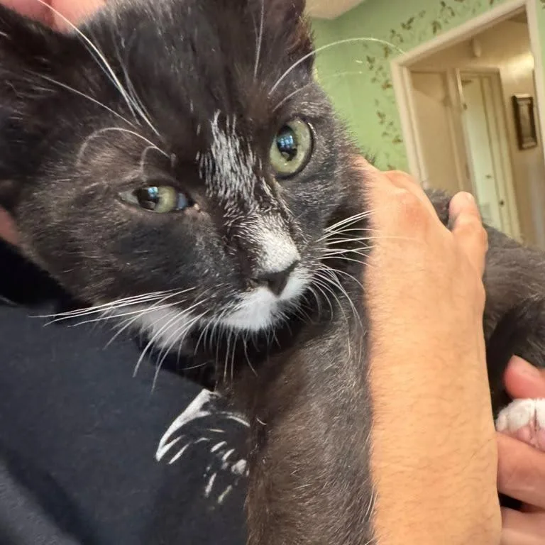 A baby small-sized female Black Domestic Short Hair cat named Chanel for adoption in Long Beach, CA