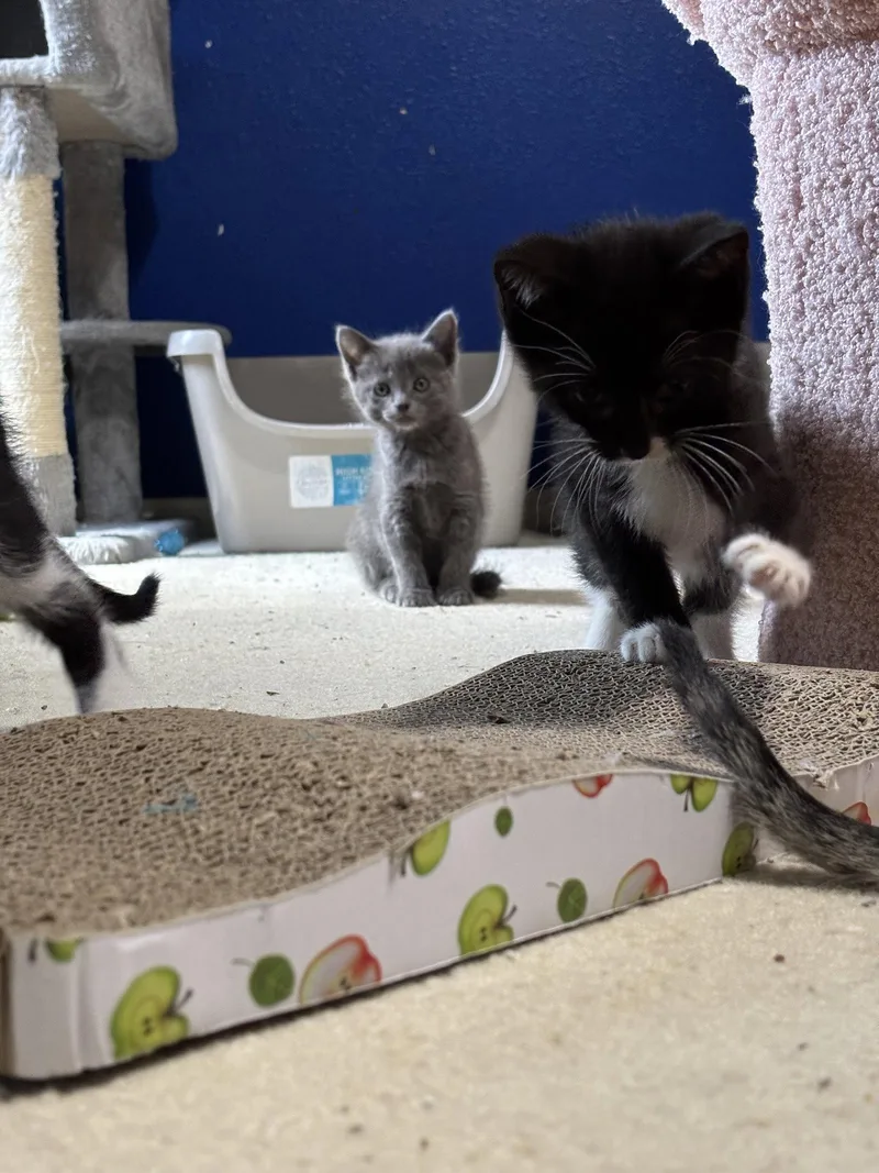 A baby medium-sized female Russian Blue cat named Magneto for adoption in MONTGOMERY, TX