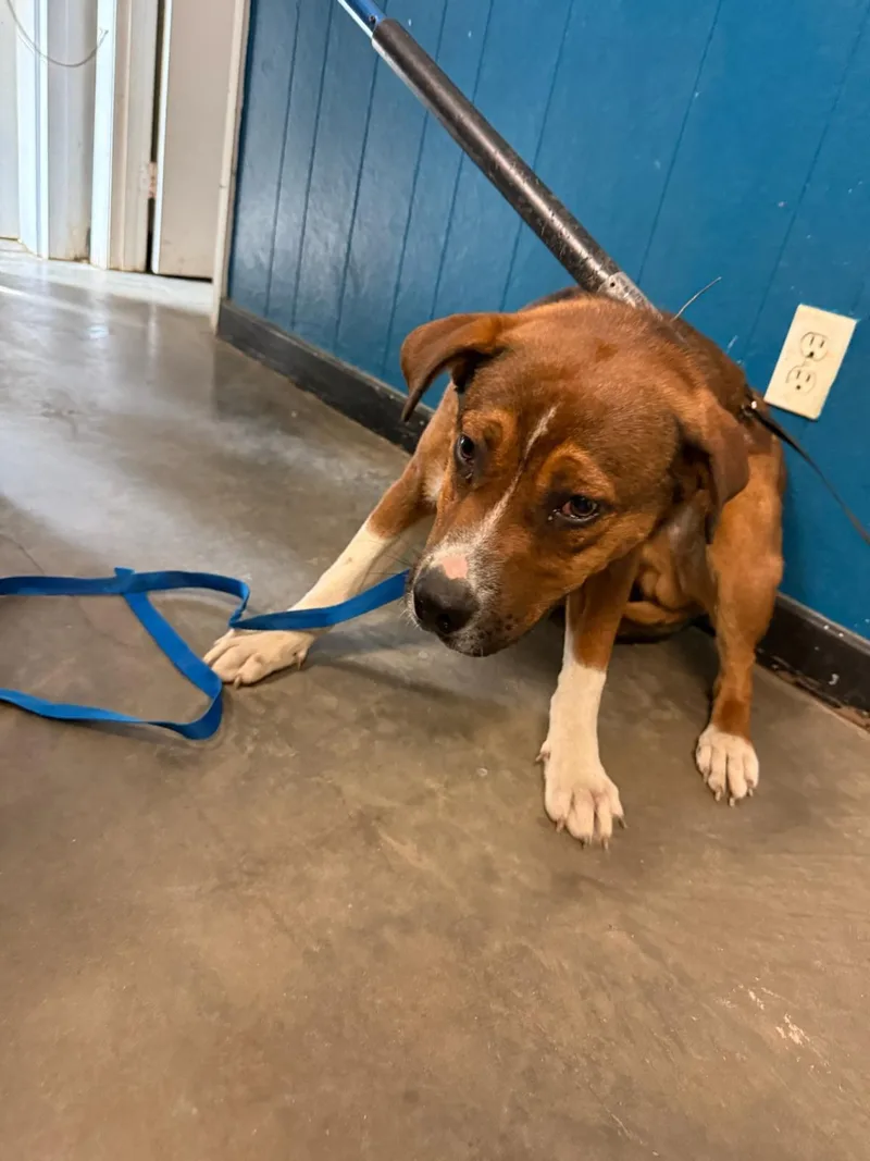 An adult medium-sized male Retriever dog named Will for adoption in Ozark, AL