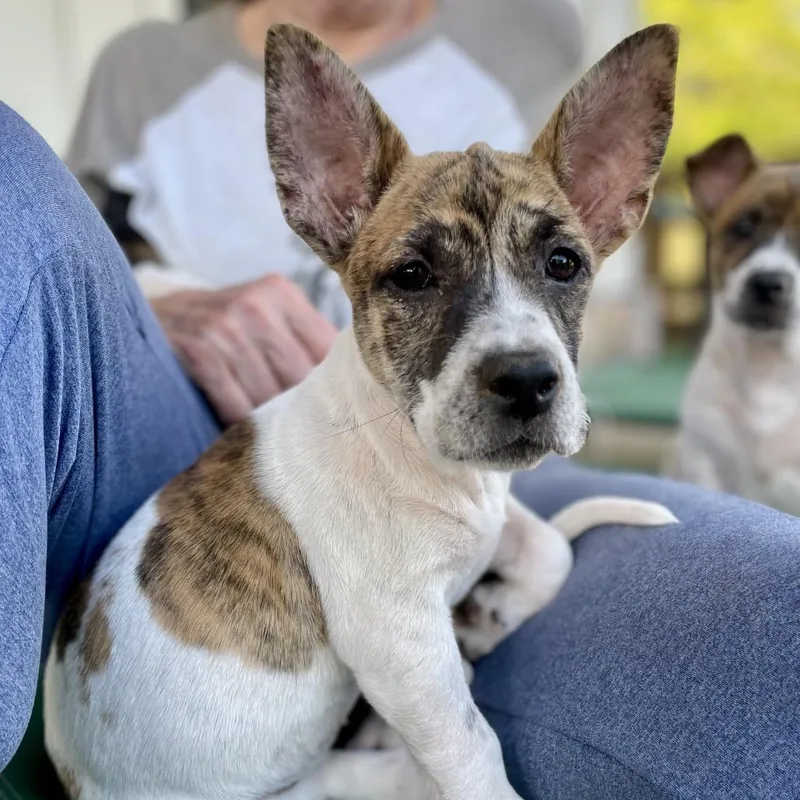 A baby small-sized female Brindle Corgi dog named Cagney for adoption in Fayetteville, GA