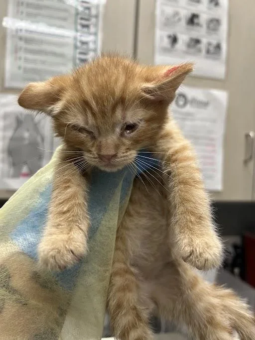 A baby small-sized male Domestic Short Hair cat named Harry for adoption in Las Vegas, NV