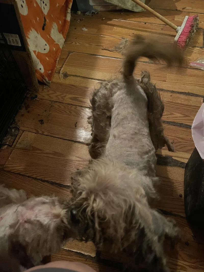 An adult small-sized female Shih Tzu dog named Panini for adoption in Gainesville, VA