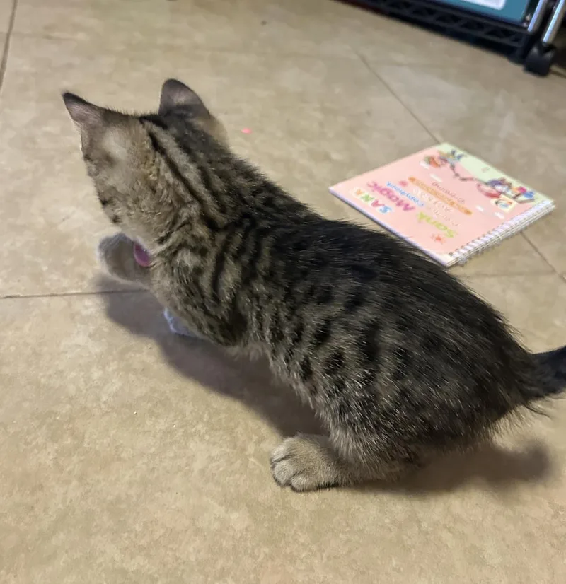 A baby medium-sized male Brown / Chocolate Domestic Short Hair cat named Little Tabby Amor for adoption in Chandler, AZ