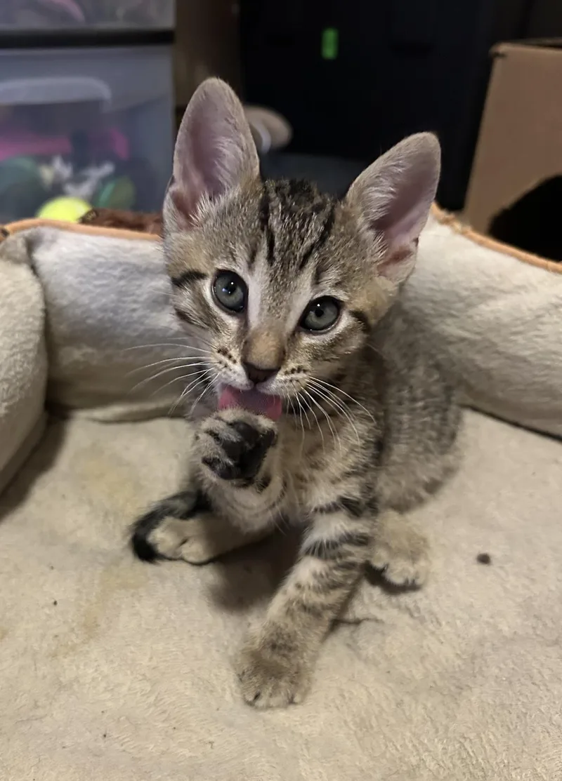 Little Tabby Amor thumbnail 2